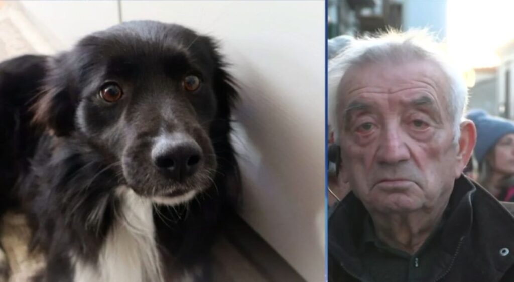 Cane Tonino