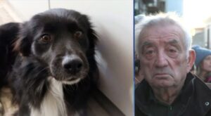 Cane Tonino
