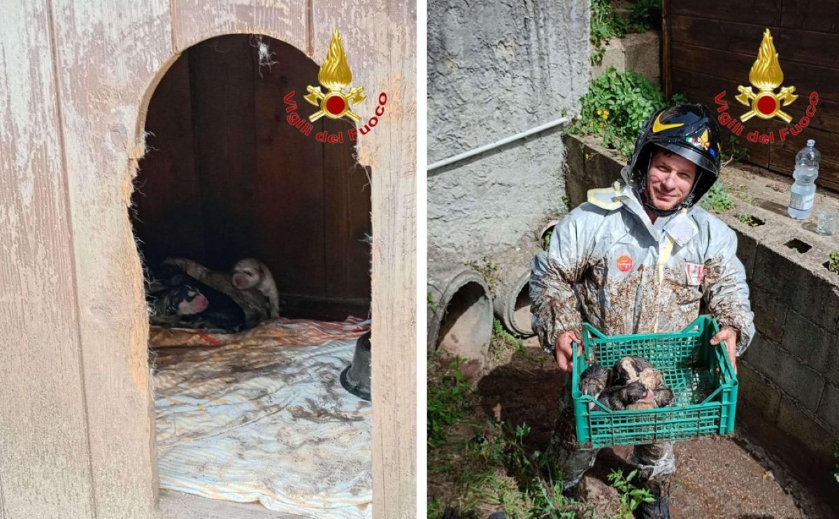 Cuccioli di cane in pericolo nel tubo di scarico: Vigile del Fuoco attraversa 15 metri e li mette in salvo
