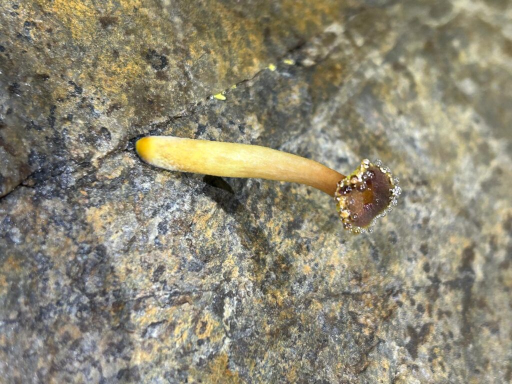 Miniera del Macariace