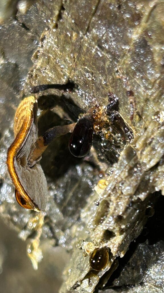 Miniera del Macariace