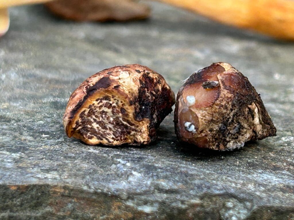 Miniera del Macariace