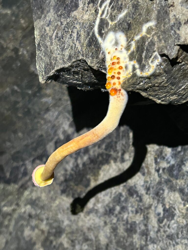 Miniera del Macariace