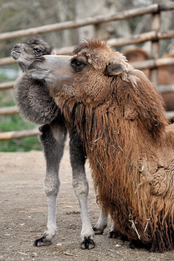 bioparco roma cammellino