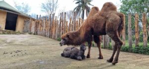bioparco roma cammellino
