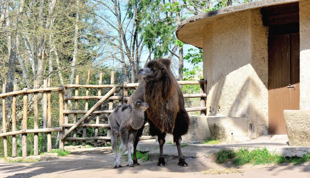 bioparco roma cammellino