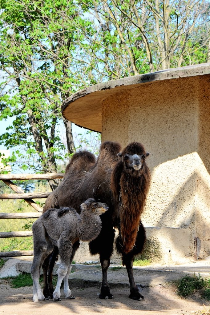 bioparco roma cammellino