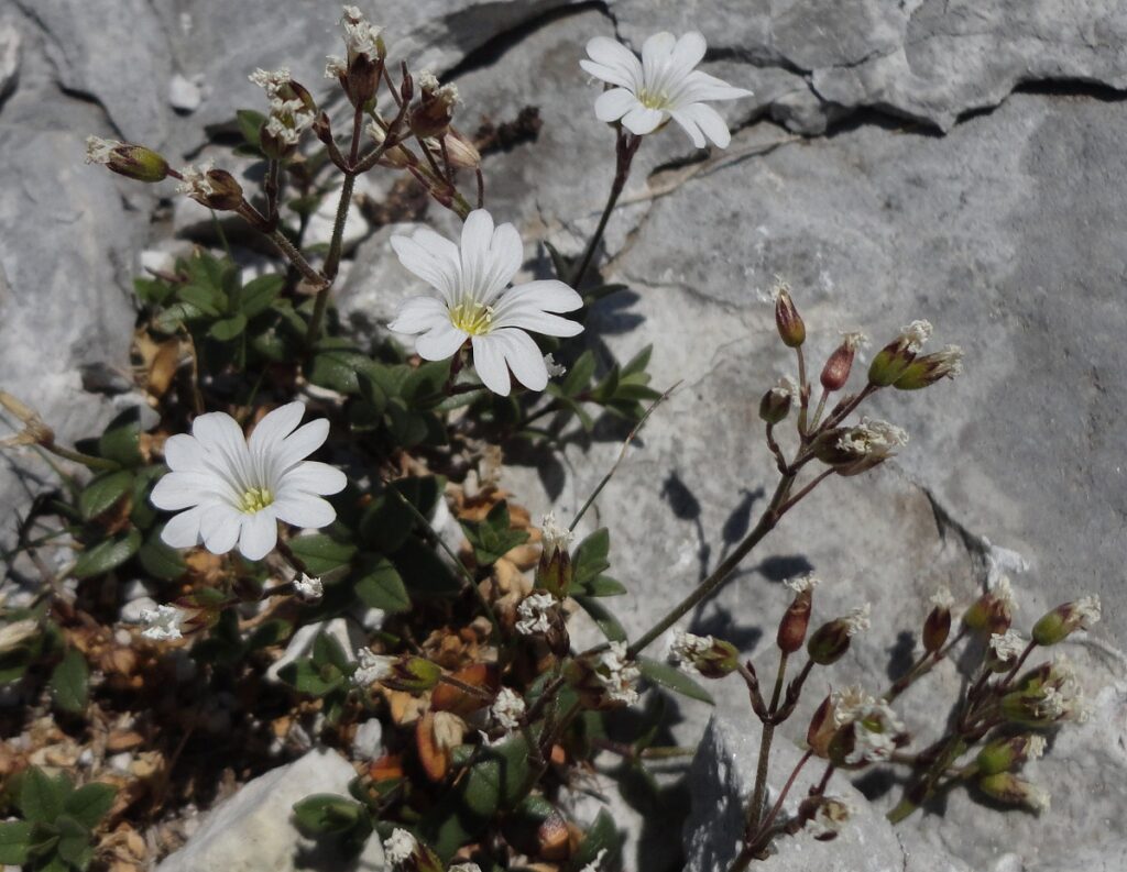 censimento flora apuane Cerastium apuanum