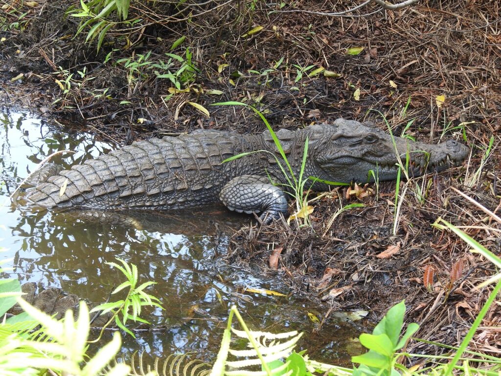 coccodrillo siam