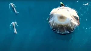delfini capsula crew dragon spacex