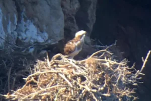 falco pescatore tavolara
