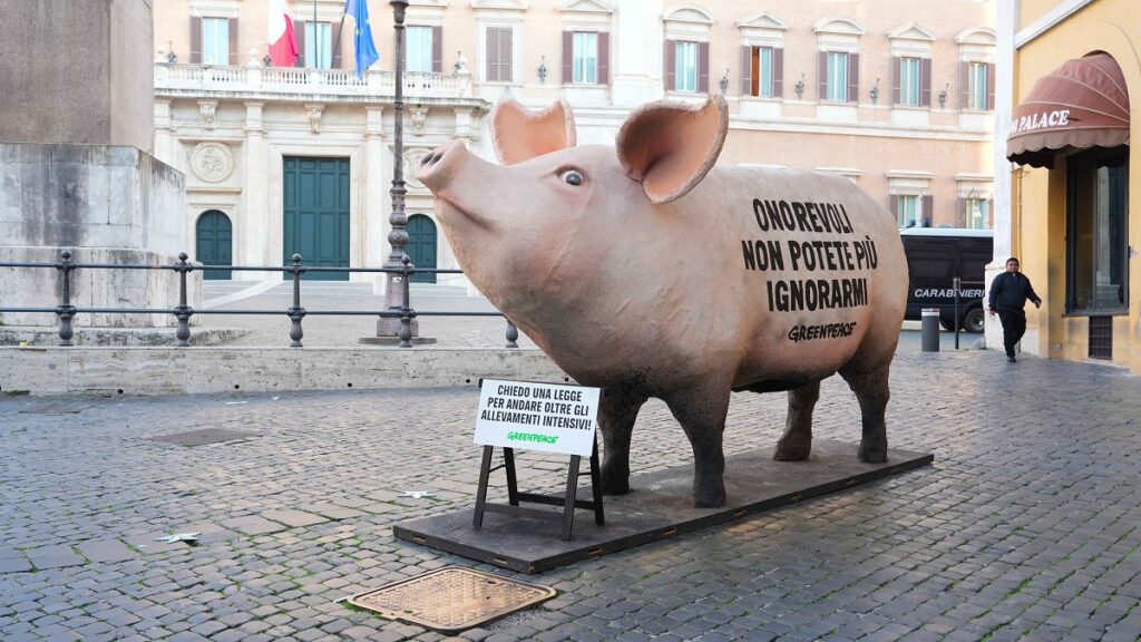maiale gigante roma parlamento montecitorio