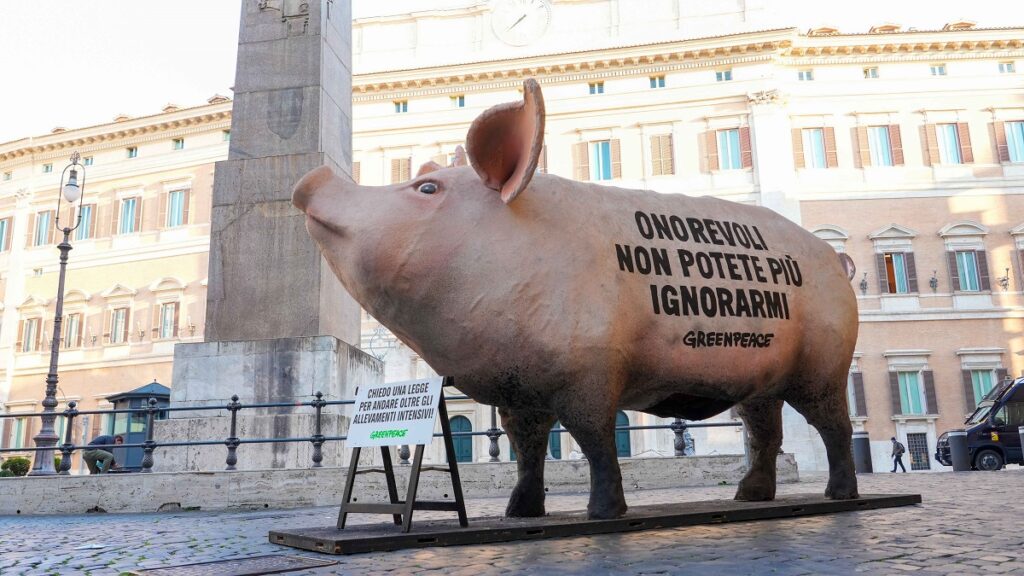 maiale gigante roma parlamento montecitorio