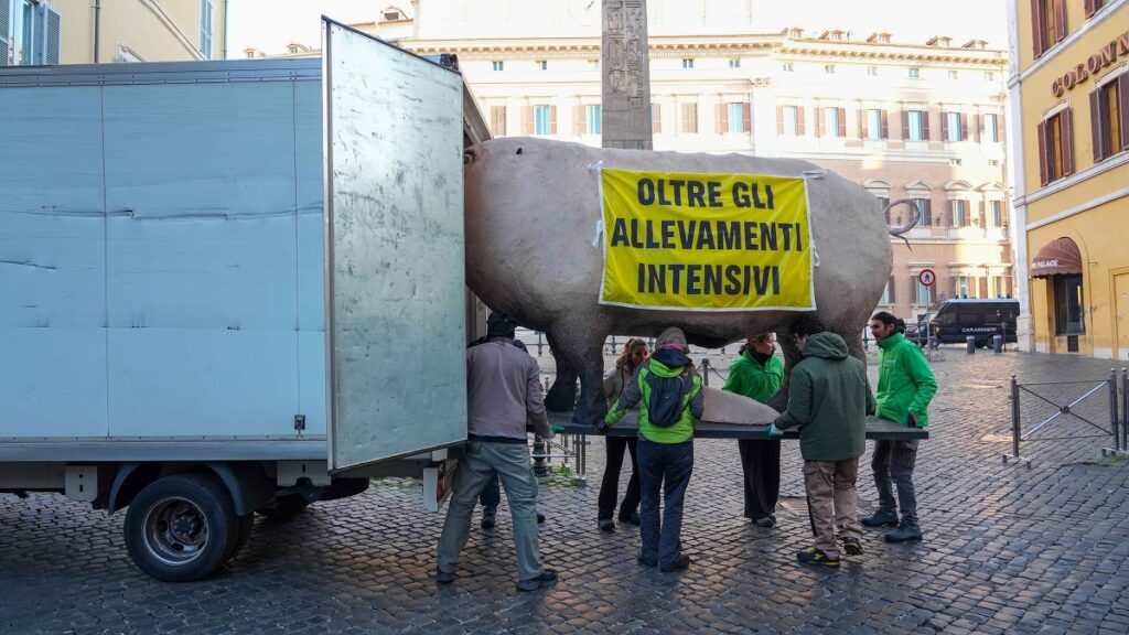 maiale gigante roma parlamento montecitorio
