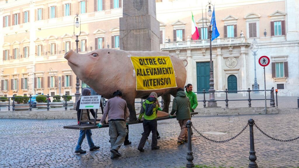 maiale gigante roma parlamento montecitorio