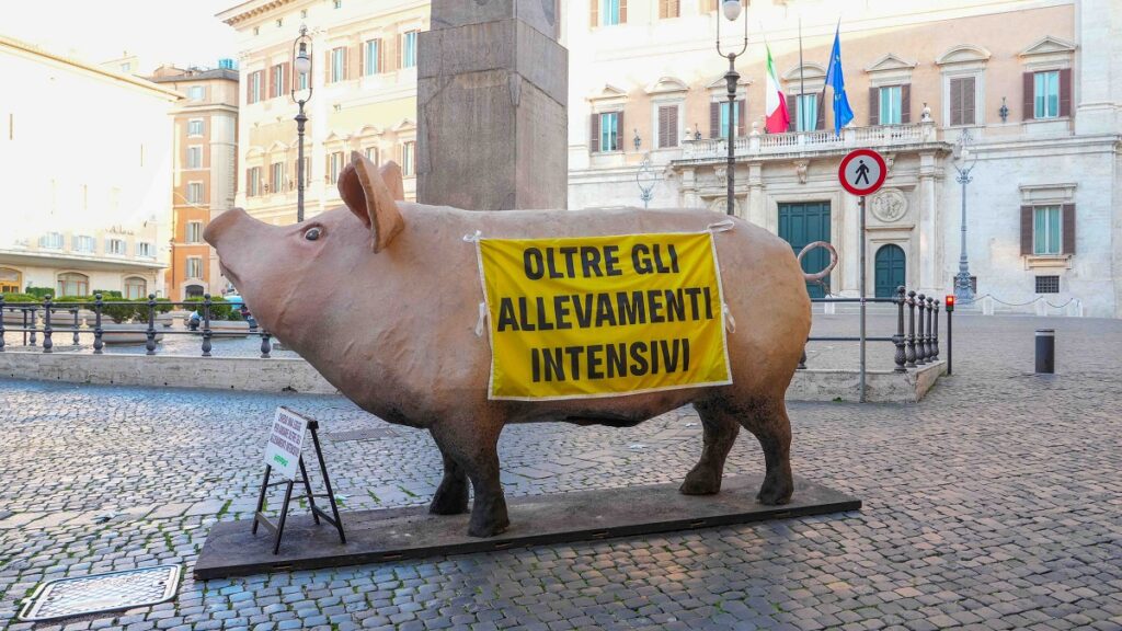 maiale gigante roma parlamento montecitorio