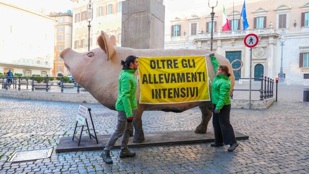maiale gigante roma parlamento montecitorio
