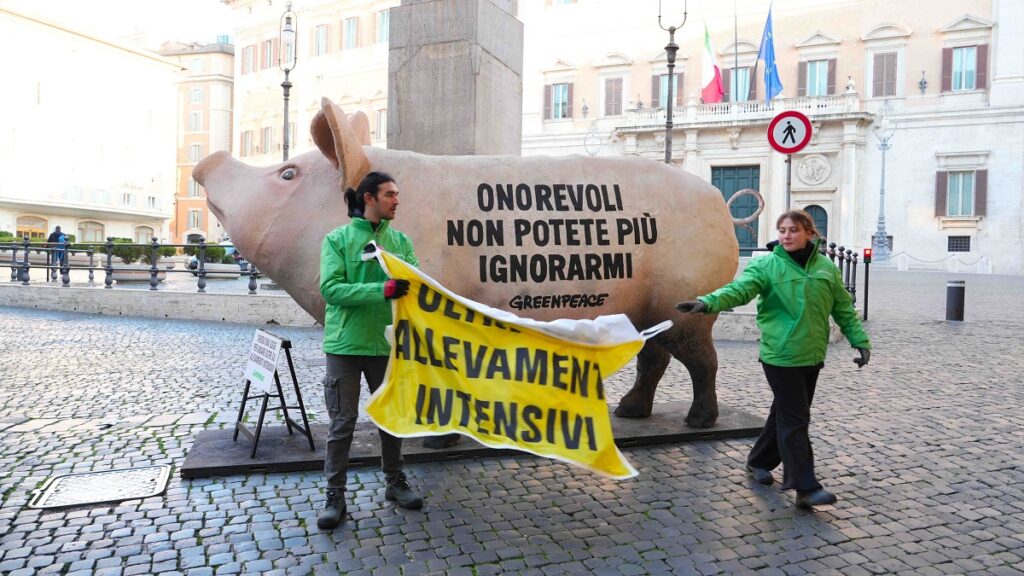 maiale gigante roma parlamento montecitorio