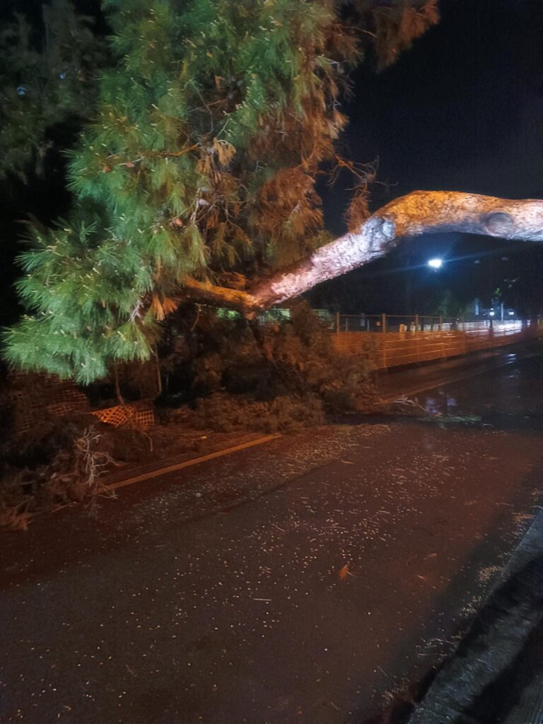 maltempo albero crollato reggio calabria
