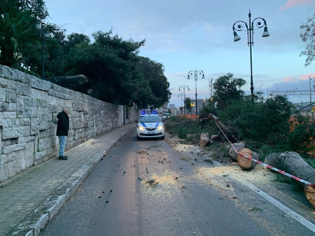 maltempo albero crollato reggio calabria