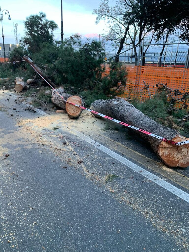maltempo albero crollato reggio calabria