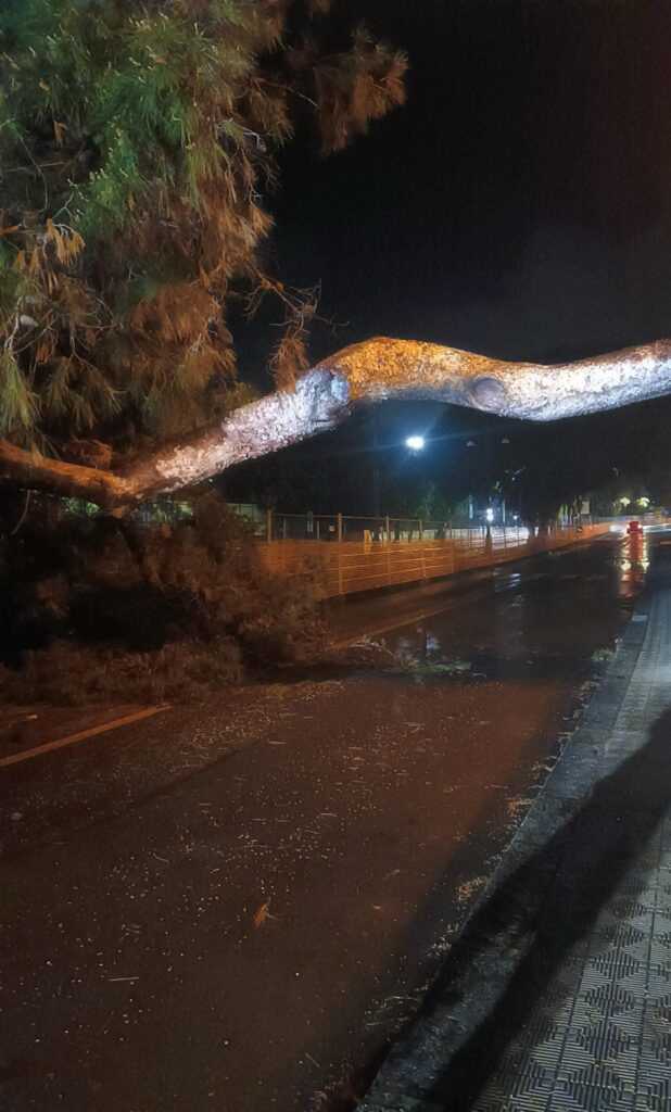 maltempo albero crollato reggio calabria