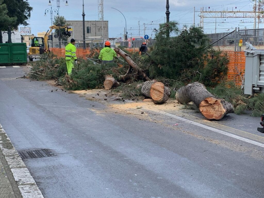 maltempo albero crollato reggio calabria