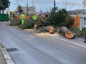 maltempo albero crollato reggio calabria