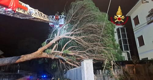 maltempo albero pino firenze