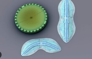 microalghe marine diatomee