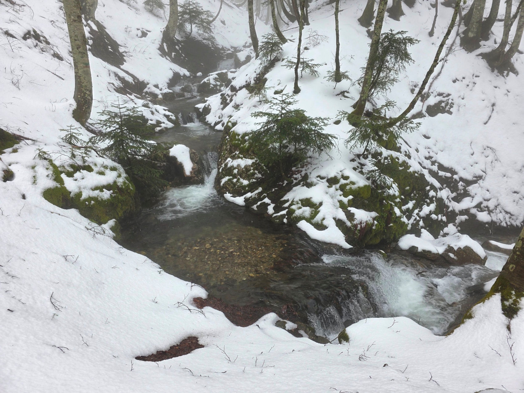 Maltempo, in Aspromonte forti nevicate e acqua ovunque: la siccità è un lontano ricordo | FOTO e VIDEO