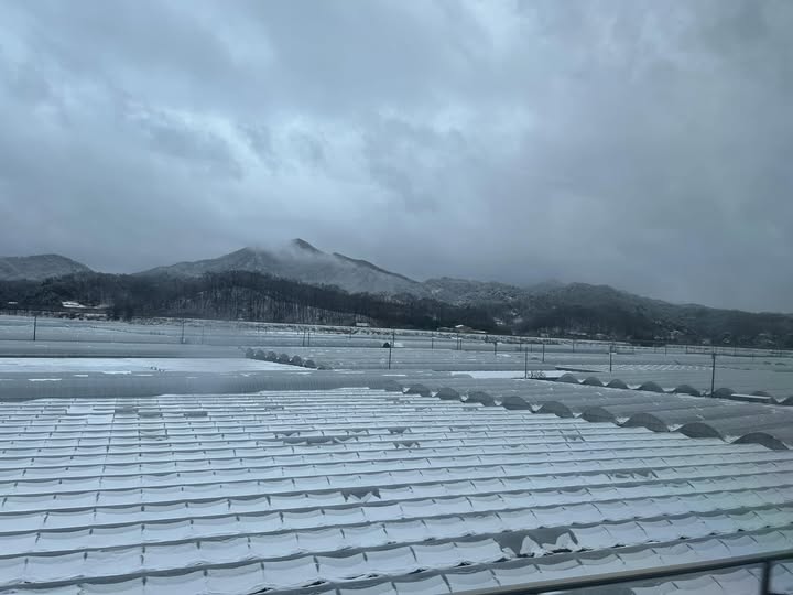 neve corea sud
