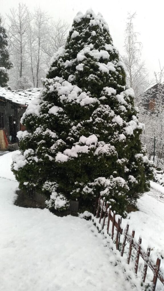 neve piemonte oggi