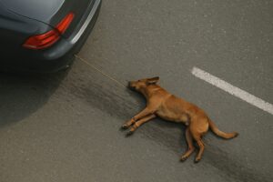 Cane trascinato auto
