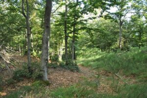 DarkDivNet biodiversità