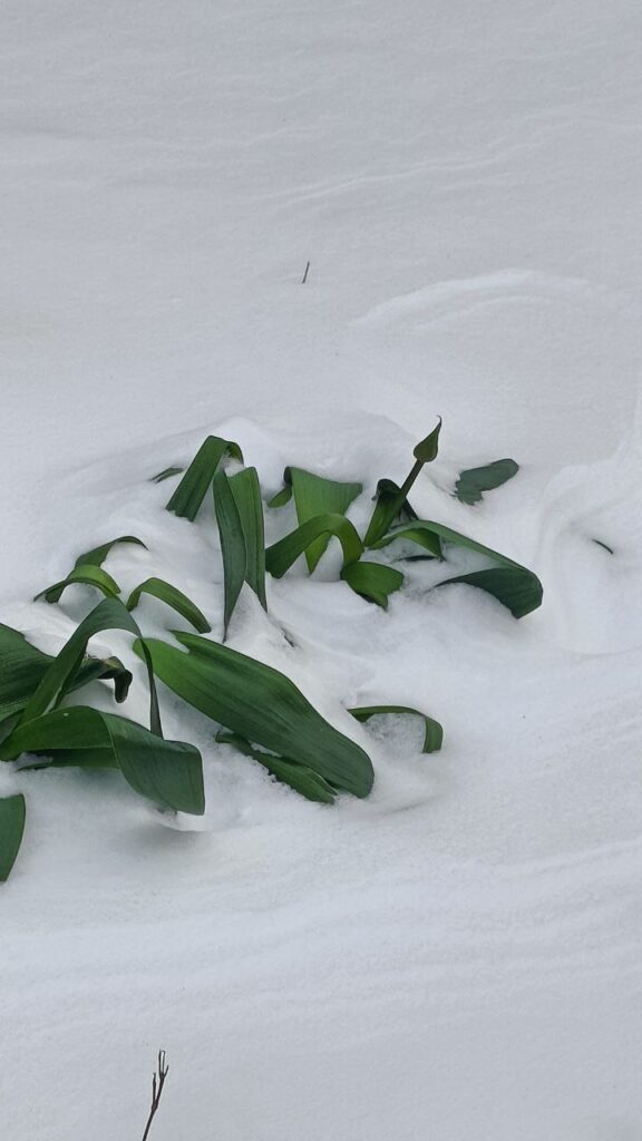 Novosibirsk neve russia