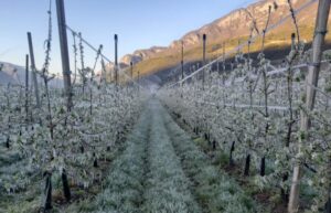 Ondata di gelo Piemonte aprile 2021