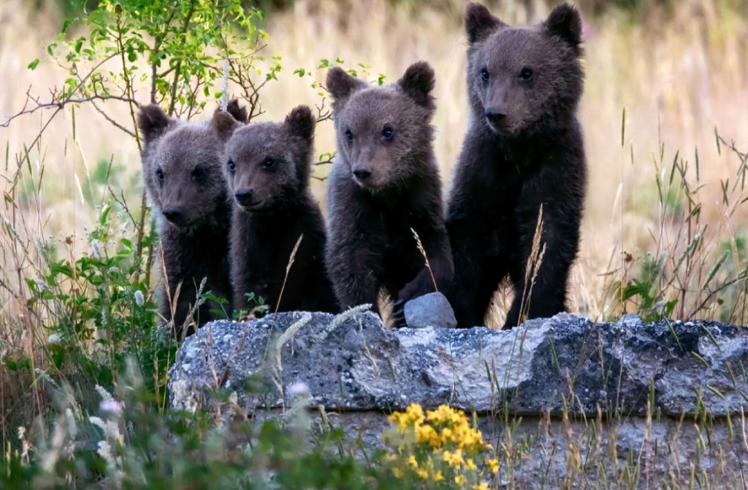 Orso bruno marsicano cuccioli