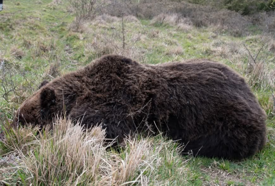 Orso marsicano trovato morto in Abruzzo: tutti i dettagli dell’autopsia