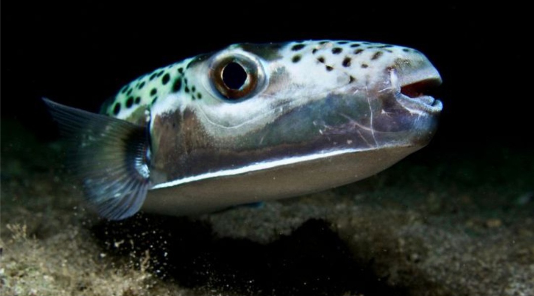 Pesce palla argenteo