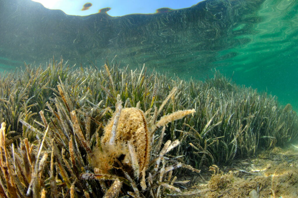 Pinna nobilis