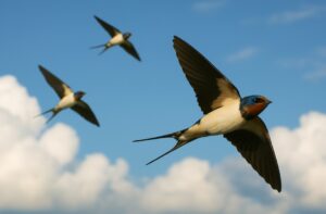 Ritorno delle rondini