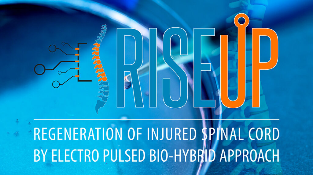 Salute lesioni spinali ENEA sperimenta la stimolazione elettrica wireless delle cellule staminali