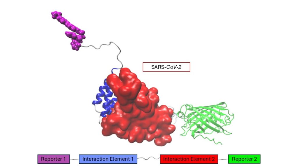 Un biosensore innovativo per la rilevazione rapida dei virus