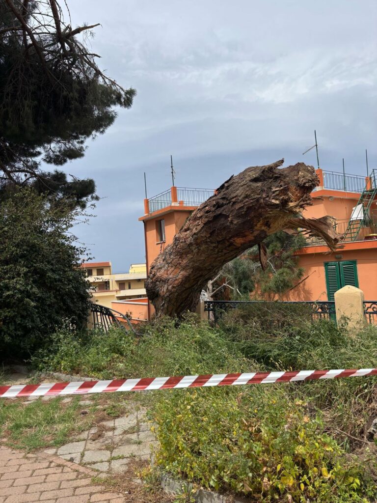 albero crollato reggio calabria