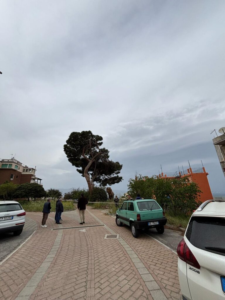albero crollato reggio calabria