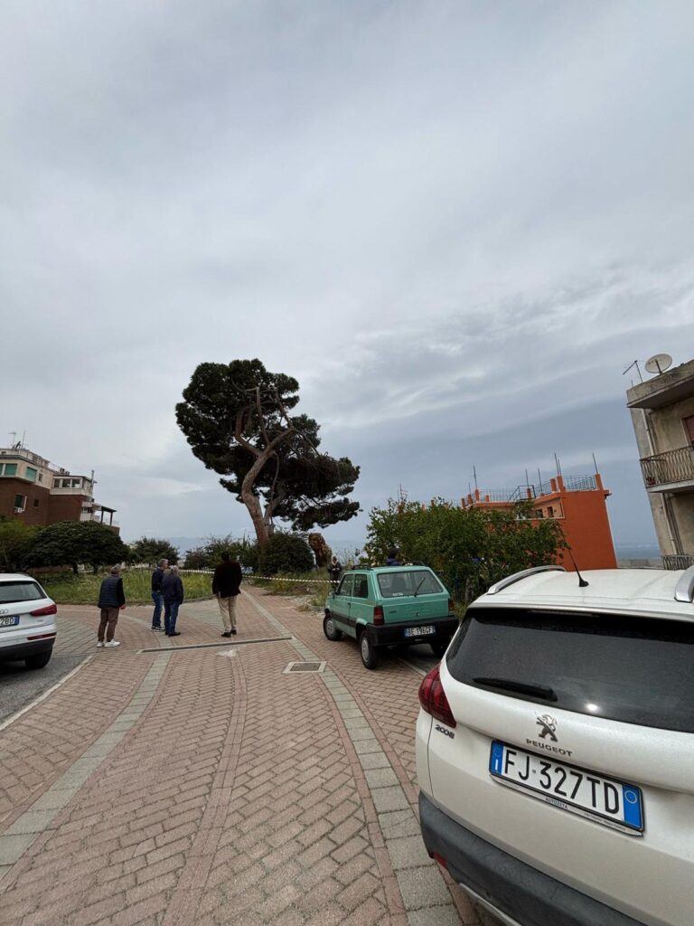 albero crollato reggio calabria