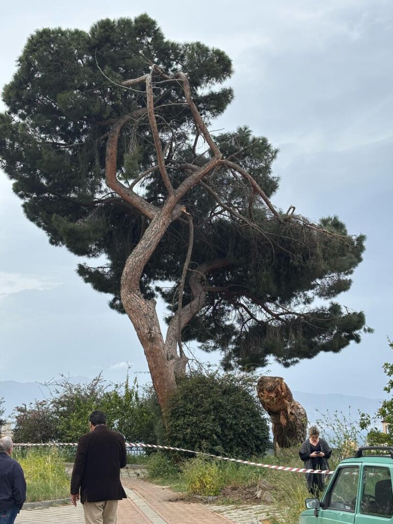 albero crollato reggio calabria
