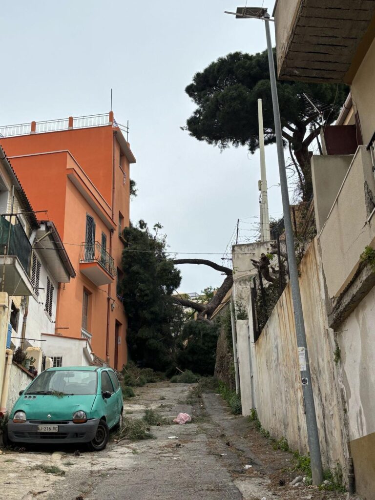 albero crollato reggio calabria