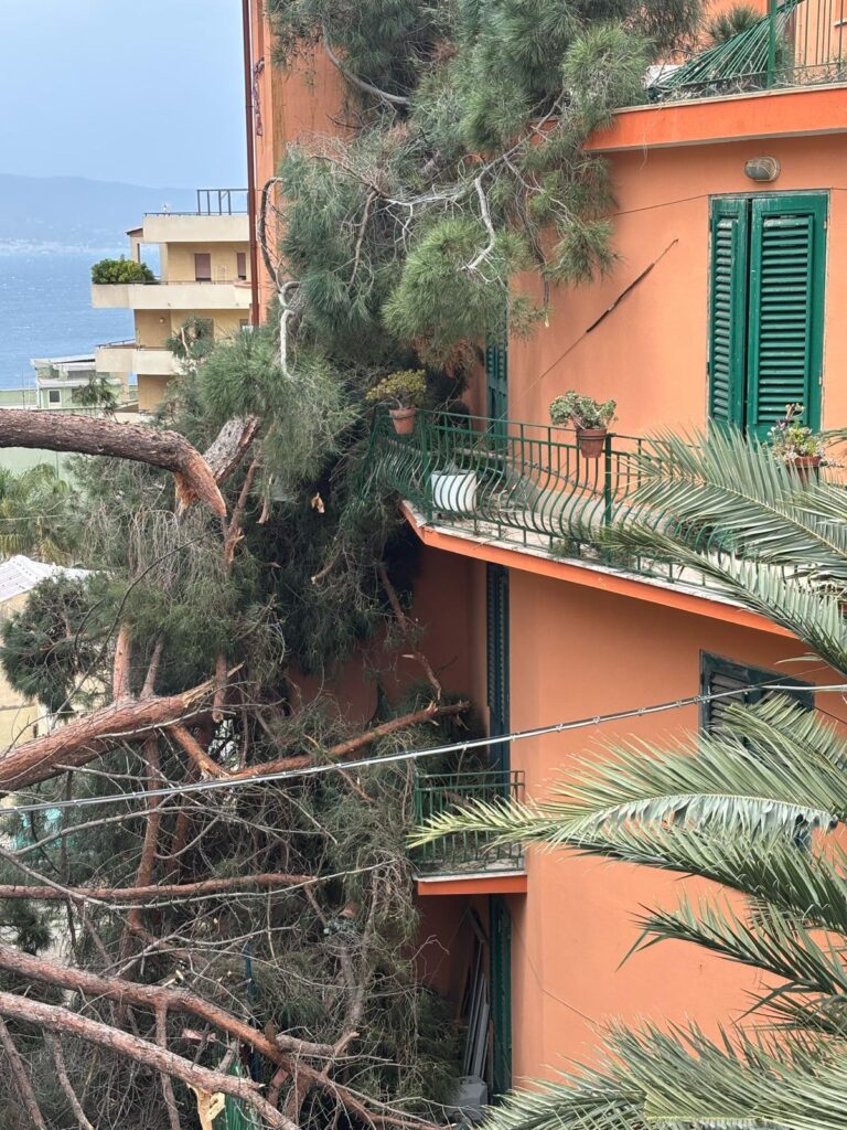 albero crollato reggio calabria